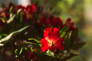 Obraz premium Sunlit Red Alstroemeria flower, selective focus, in bouquet, blurred green garden seen through window in background, floral nature scene with copy space for greeting cards or rustic interior design