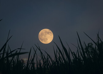 full harvest moon in the night above the crops field view from the ground © AHM Kabir