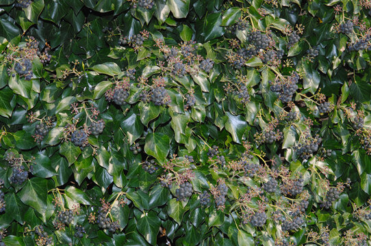 Gemeiner Efeu, Hedera helix, Fr&uuml;chte mit deckelartigen Diskusresten an der Spitze