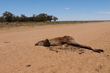 Western grey kangaroo Macropus fuliginosus hit by a car. New South Wales. Australia. © Víctor