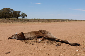Western grey kangaroo Macropus fuliginosus hit by a car. New South Wales. Australia. © Víctor