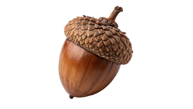 Single natural light acorn textured forest element isolated on transparent background