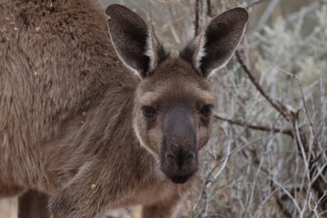 Western grey kangaroo Macropus fuliginosus. Mungo National Park. New South Wales. Australia. © Víctor