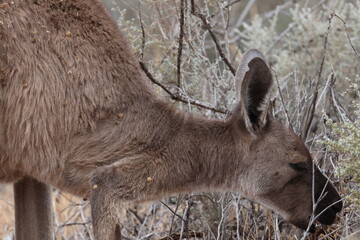 Western grey kangaroo Macropus fuliginosus eating plants. Mungo National Park. New South Wales. Australia. © Víctor