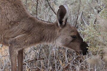 Western grey kangaroo Macropus fuliginosus eating plants. Mungo National Park. New South Wales. Australia. © Víctor
