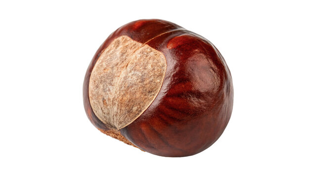 Single glossy textured brown wild horse chestnut buckeye seed isolated on transparent background