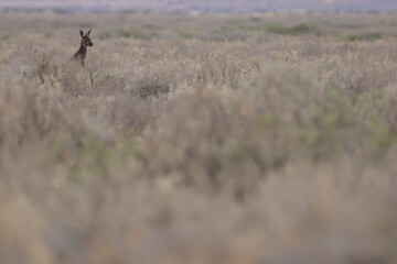 Western grey kangaroo Macropus fuliginosus. Mungo National Park. New South Wales. Australia. © Víctor