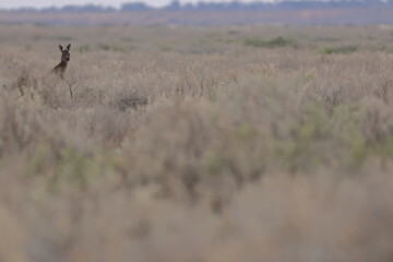 Western grey kangaroo Macropus fuliginosus. Mungo National Park. New South Wales. Australia. © Víctor