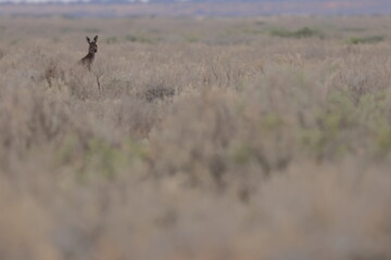 Western grey kangaroo Macropus fuliginosus. Mungo National Park. New South Wales. Australia. © Víctor