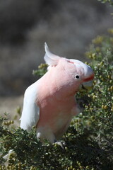 Pink cockatoo Lophochroa leadbeateri eating berries of barrier saltbush Enchylaena tomentosa. Mungo N. P. New South Wales. Australia. © Víctor