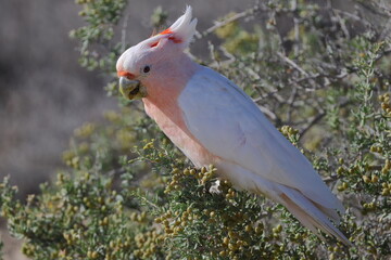 Pink cockatoo Lophochroa leadbeateri eating berries of barrier saltbush Enchylaena tomentosa. Mungo N. P. New South Wales. Australia. © Víctor