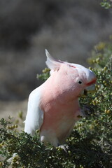 Pink cockatoo Lophochroa leadbeateri eating berries of barrier saltbush Enchylaena tomentosa. Mungo N. P. New South Wales. Australia. © Víctor