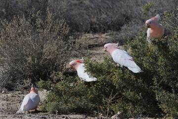Pink cockatoos Lophochroa leadbeateri eating berries of barrier saltbush Enchylaena tomentosa. Mungo N. P. New South Wales. Australia. © Víctor
