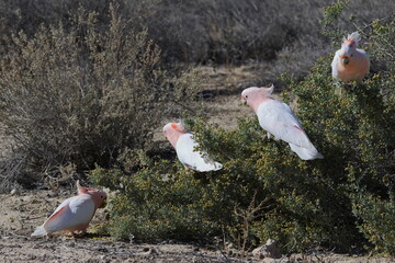 Pink cockatoos Lophochroa leadbeateri eating berries of barrier saltbush Enchylaena tomentosa. Mungo N. P. New South Wales. Australia. © Víctor