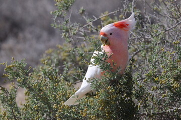 Pink cockatoo Lophochroa leadbeateri eating berries of barrier saltbush Enchylaena tomentosa. Mungo N. P. New South Wales. Australia. © Víctor