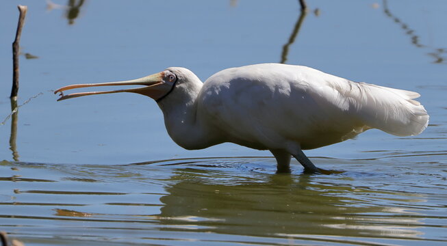 Yellow-billed spoonbill Platalea flavipes eating. Gum Swamp Wildlife Refuge. New South Wales. Australia.