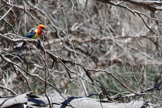 Eastern rosella Platycercus eximius. Gum Swamp Wildlife Refuge. New South Wales. Australia.