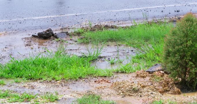 Vibrant patch of grass surrounded by water after rainfall featuring stone by roadside.