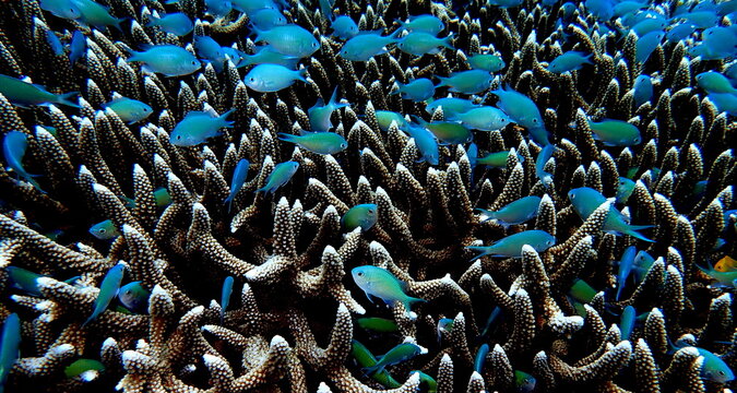 Philippines sea life