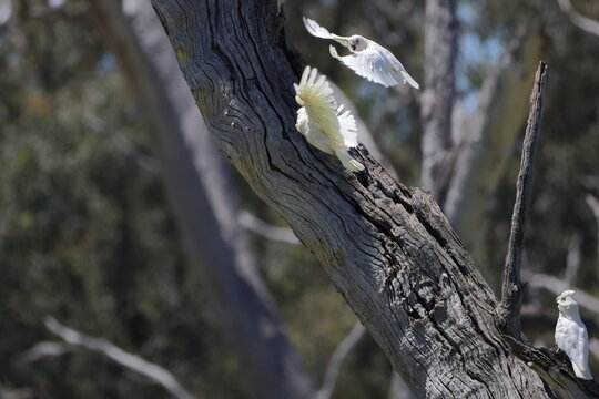 Little corellas Cacatua sanguinea gymnopis fighting. Gum Swamp Wildlife Refuge. New South Wales. Australia.