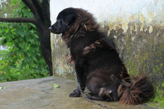 Angry Shaggy Himalayan Mountain Dog Standing Alert in Rural Landscape. A fierce and aggressive shaggy Himalayan mountain dog with black and brown fur, displaying protective behavior and intense expres
