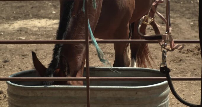 A closeup shot of a brown horse drinking from a galvanized steel water tank behind a fence. Authentic ranch scene depicting animal wellness and sustainable farming practices.