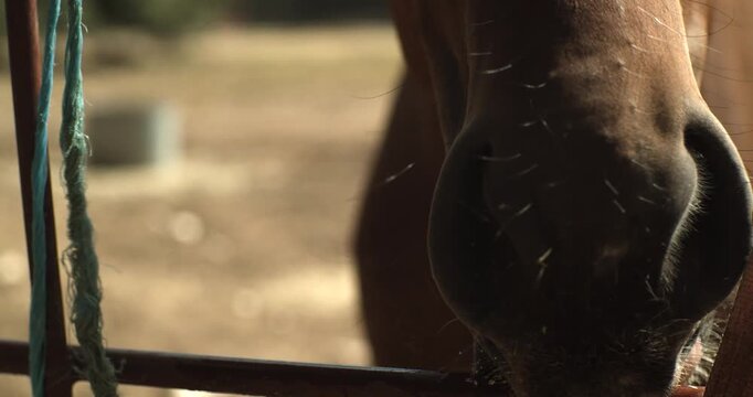 Extreme close up of a brown horse muzzle and tongue licking a metal gate. Authentic animal behavior at a rural farm during golden hour.