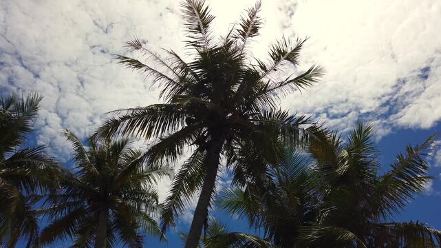 Palm trees sway beneath low clouds and a blue sky, wind rustling fronds in a slow, breezy coastal scene ideal for travel or vacation content.