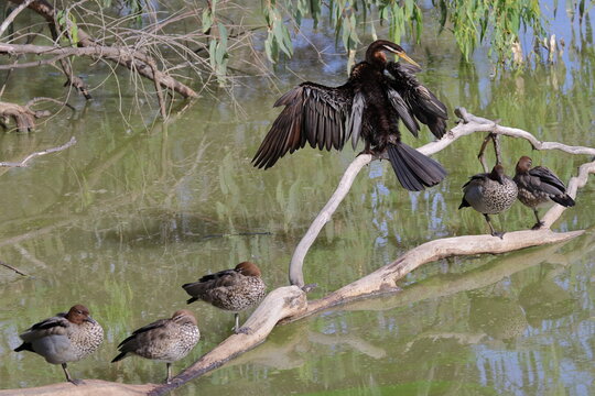 Male Australasian darter Anhinga novaehollandiae drying its wings and Australian wood ducks. Lake Forbes. Forbes. New South Wales. Australia.