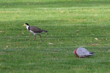 Fototapeta premium Masked lapwing Vanellus miles novaehollandiae and galah in the foreground. Forbes. New South Wales. Australia.