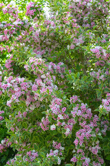 Fototapeta premium Buntblättrige Weigelie, Weigela florida Nana Variegata, blühender Strauch