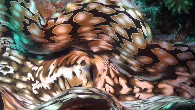 A super close up view of a giant clam