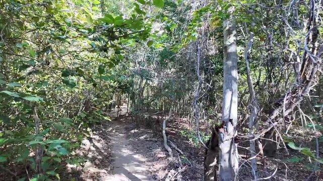 Camera pans through tangled branches and dense green woodland toward sunlit sandstone cliffs under blue sky in Serra da Capivara National Park Brazil