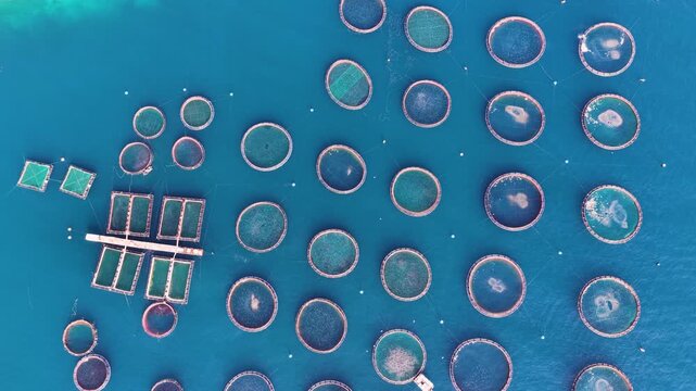 Aerial top down view of round net cages of offshore aquaculture fish farm for sea bass and bream in crystal clear blue sea water near Kassiopi Corfu Greece drone stock footage
