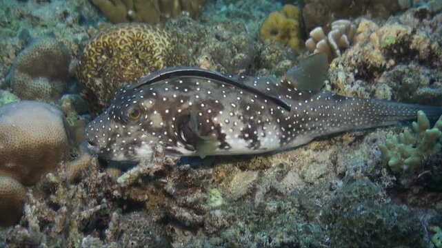 A mappa pufferfish on coral reef in the Red Sea