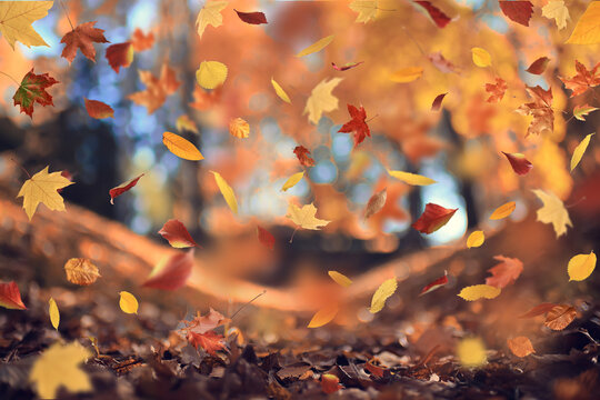 leaf fall, falling flying autumn yellow leaves, autumn background, autumn landscape