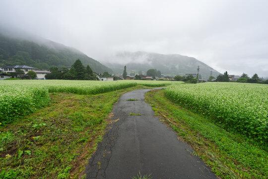 Country road through green fields by foggy mountain village - Nagano, Japan
