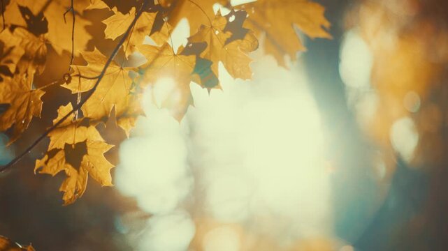 Dreamy cinematic footage of golden autumn leaves floating in sunlight with warm teal bokeh and lens flare. Soft, nostalgic mood. Perfect background for storytelling and seasonal video intros