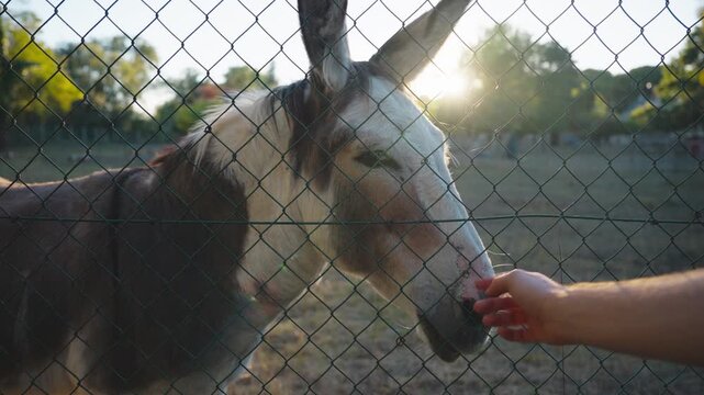 Donkey standing behind wire fence in rural paddock at sunset, Montrichard, France