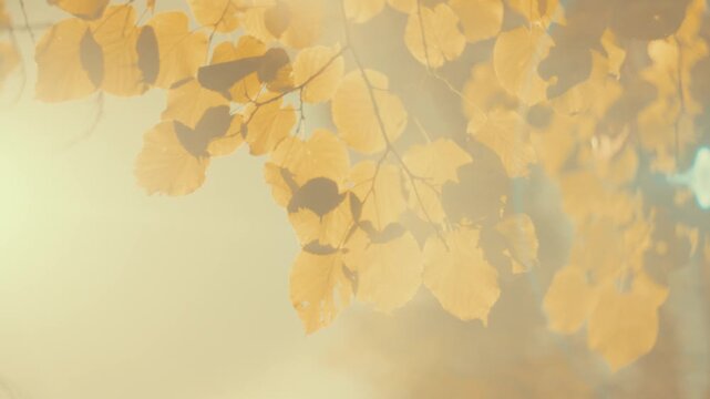 Dreamy cinematic footage of golden autumn leaves floating in sunlight with warm teal bokeh and lens flare. Soft, nostalgic mood. Perfect background for storytelling and seasonal video intros