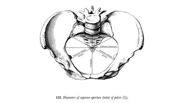 Engraved illustration of the human pelvis with labeled anatomical features