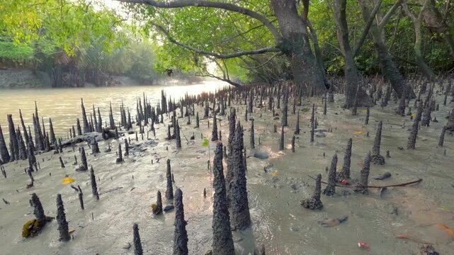 Timelapse of rising tidal waters flowing around mangrove pneumatophores in the Sundarbans, Bangladesh, showcasing coastal ecology, tidal movement, and natural wetland dynamics