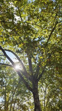 UGC vertical video of yellow and green leaves on trees in park during autumn season. POV on public park in Europe in user generated content style for social media. Travel vlogger reel changing seasons