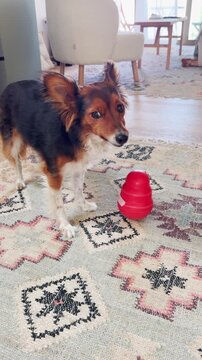 Cute tricolor mixed breed dog pushing a red interactive puzzle toy with its nose and paws on a patterned rug to get treats out, providing enrichment and mental stimulation for the pet at home