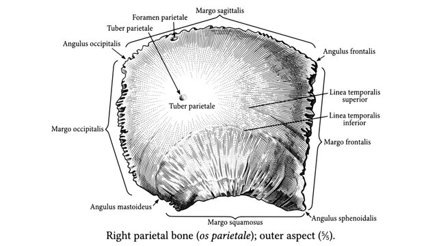 Detailed engraving of the right parietal bone showing anatomical features and labels