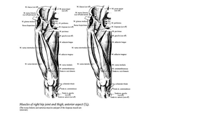 Muscles of the right hip joint and thigh with detailed labels on anterior aspect