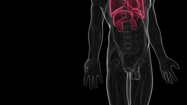 3D medical animation illustrating xenotransplantation through a visual transition from a pig anatomy to a human anatomy, representing the concept of transplanting animal organs for human medical use