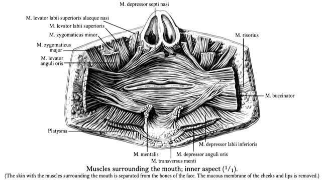 Detailed engraving of muscles surrounding the mouth from an anatomical study