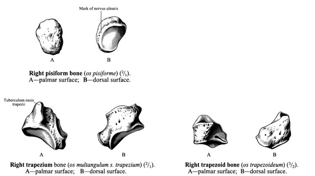 Detailed engraving of wrist bones including right pisiform, trapezium, and their surfaces