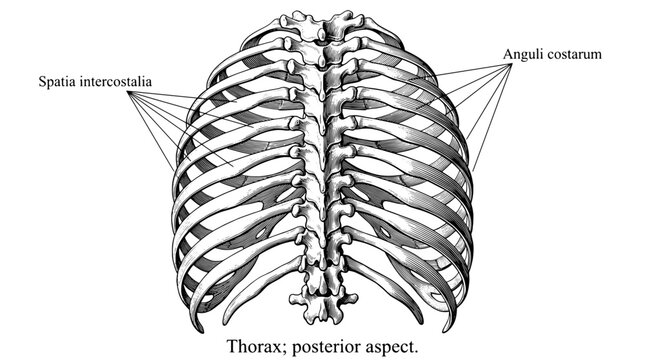 Detailed engraving of a human ribcage showing anatomical features and labels